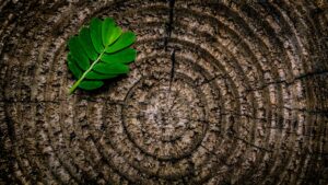 Close-up of a green leaf on tree rings texture, showcasing patterns and contrast.